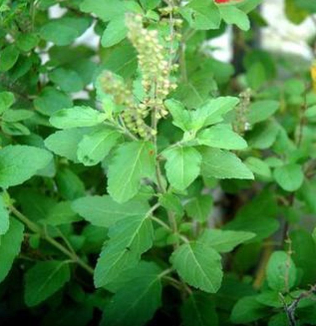 tulsi