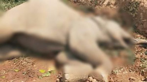 Raigarh Baby Elephant Died