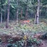 छत्तीसगढ़ में अब होने लगा बाघ का दीदार, बाघ देख पर्यटकों का मन हो गया बाग-बाग